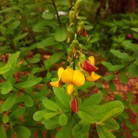 Crotalaria retusa L.